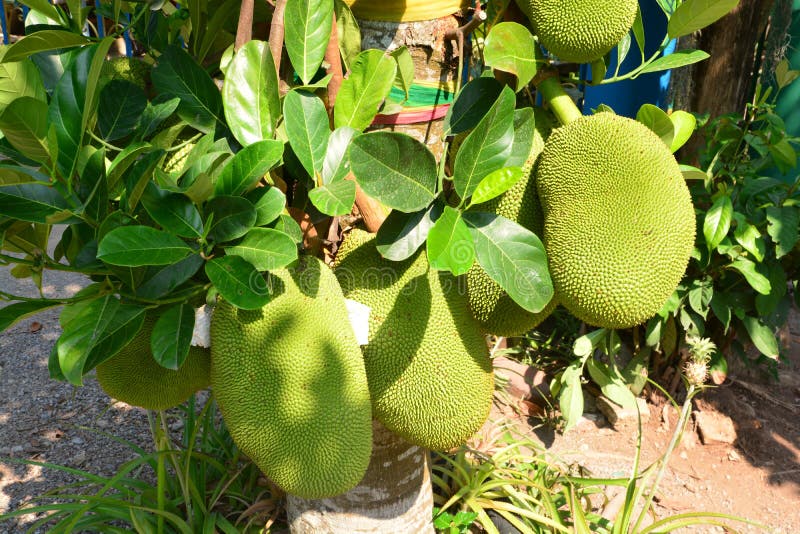 The Jackfruit Tree stock photo. Image of hanging, color 76889556