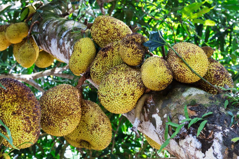 A Jackfruit Tree that is Bearing Fruit in Front of My Office Stock