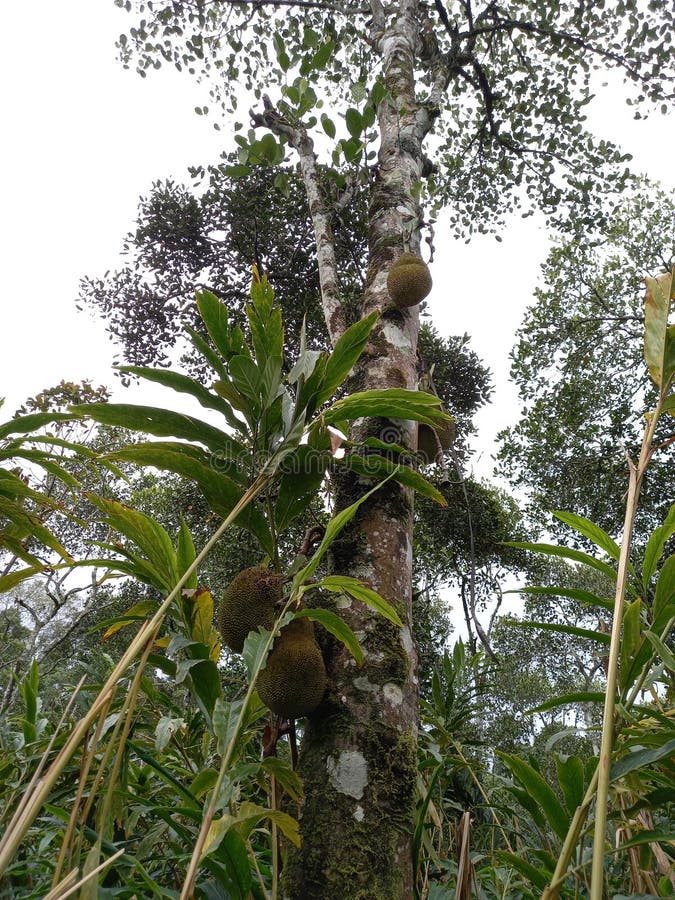 Jackfruit Tree for Natural Froot Stock Photo Image of tree, natural