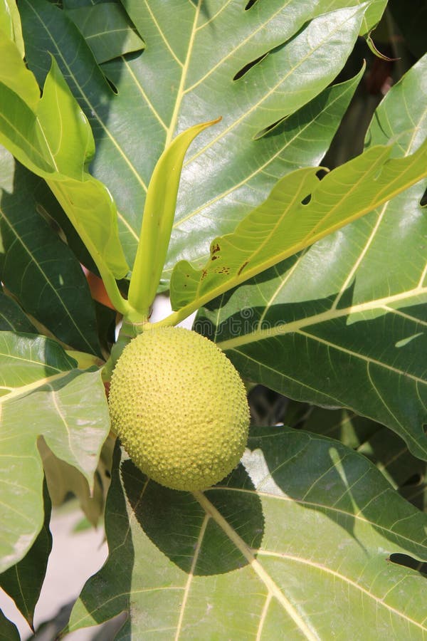 Jackfruit tree in a park in suphan buri (thailand) stock photography