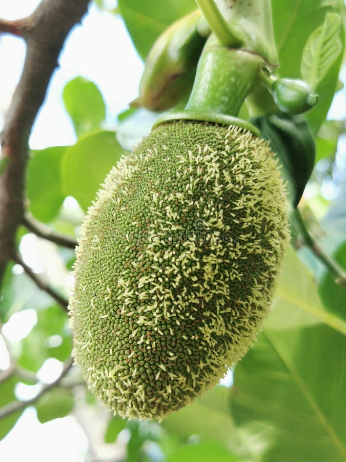 Jackfruit tree stock image. Image of plant, vegetable 203381715