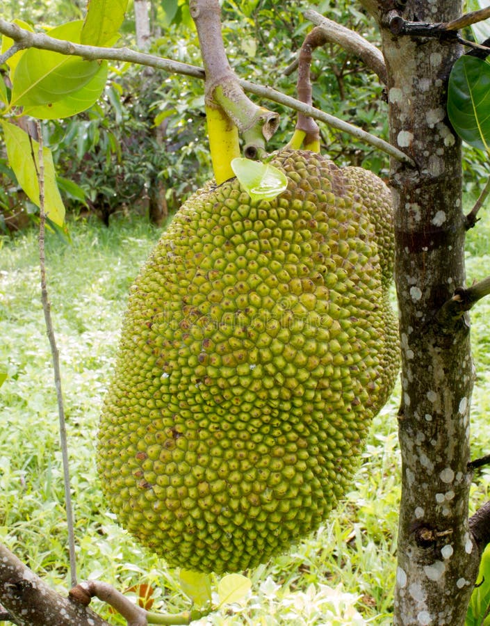 Big Jackfruit Tree Stock Photos Download 851 Royalty Free Photos