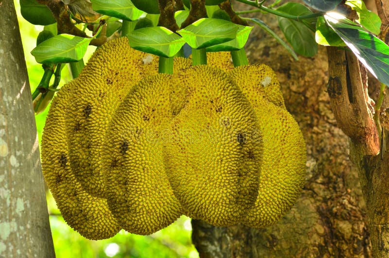 Jackfruit on tree stock photo. Image of crop, fruits 83313588