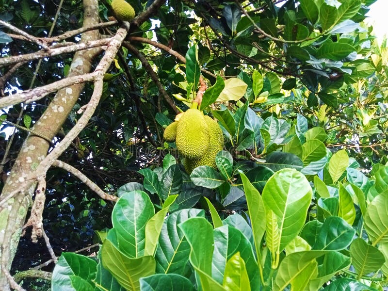 Jackfruit Tree with Young Fruit and Shady Leaves Stock Photo Image of