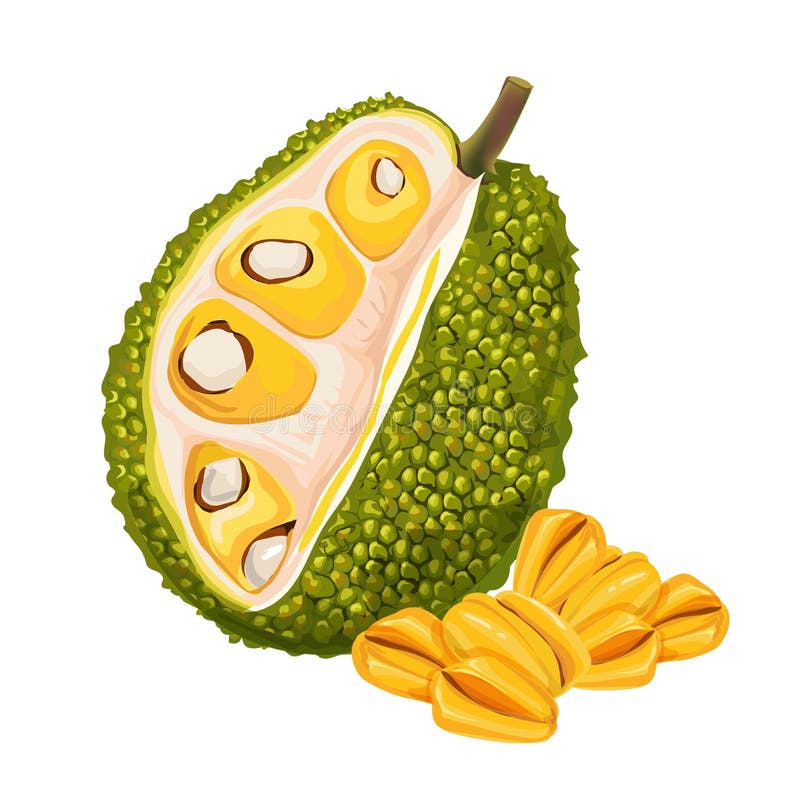 Jackfruit Jackfruit Tropical Sweet Fruit,vector Illustration Stock