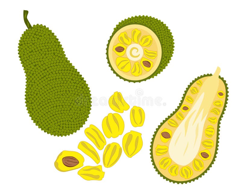 Jackfruit vector stock vector. Illustration of tasty 134178896