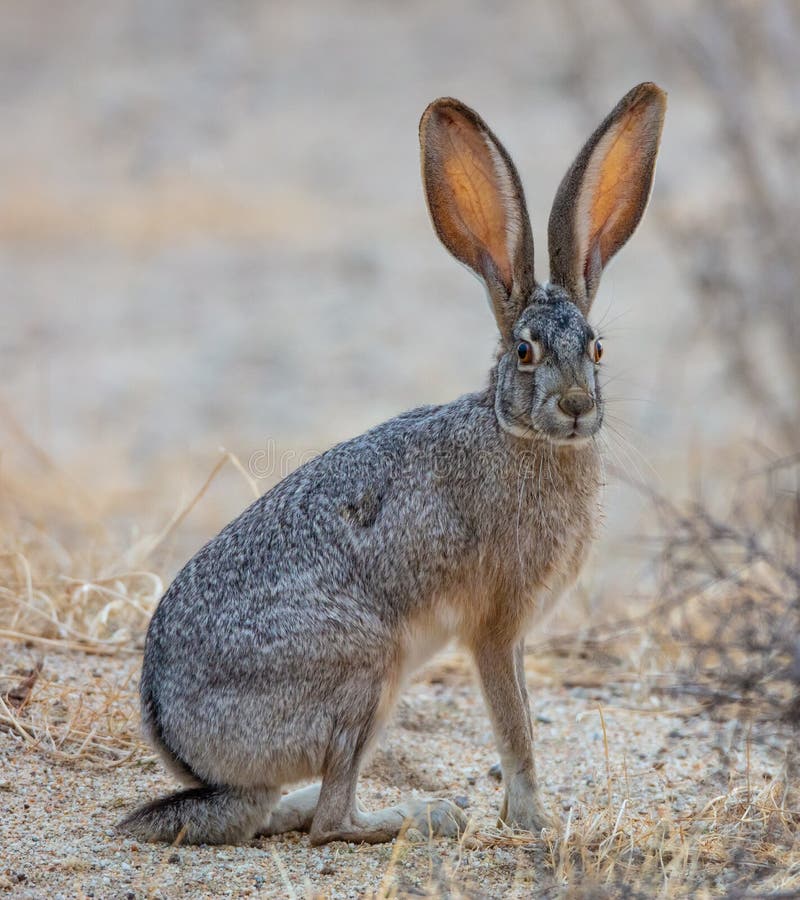 A beautiful black-tailed jackrabbit Lepus californicus or American desert hare sits in the sand of Borrego Springs, California. A beautiful black-tailed jackrabbit Lepus californicus or American desert hare sits in the sand of Borrego Springs, California