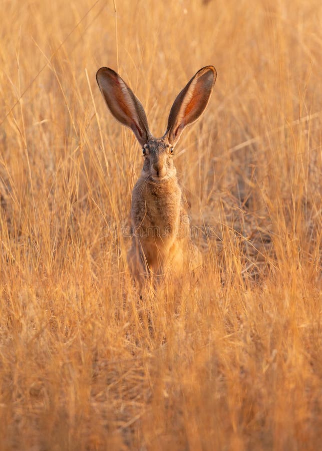 Jackrabbit sitting in the morning sun in a field of gold colored dry grass with it`s long ears up in the air