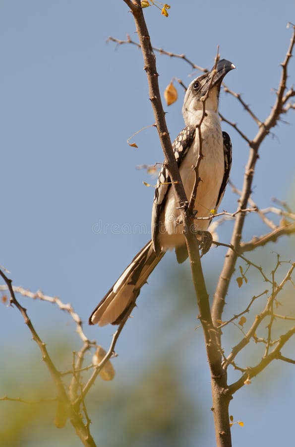 The Jackson's Hornbill (Tockus jacksoni) looks very similar to the Van der Decken's Hornbill except for the dense white spots to the wing-coverts.