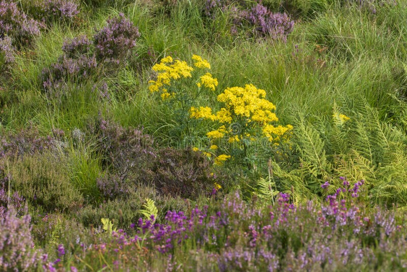 Jacobaea vulgaris en una pradera con brezo irlandés en scotland. Jacobaea vulgaris en una pradera con isla de brezo irlandés en el cielo de scotland
