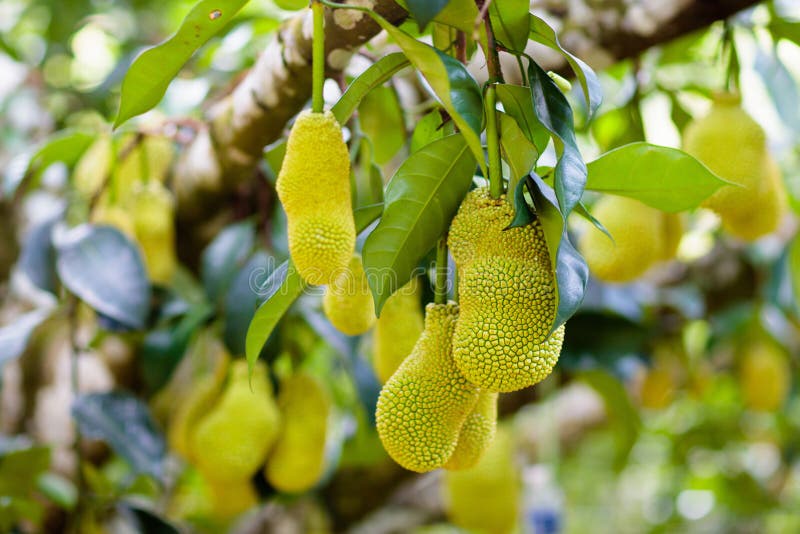 Jacquier sur l'arbre Fruit tropical photos stock Jacquier sur l'arbre Fruit tropical photos stock