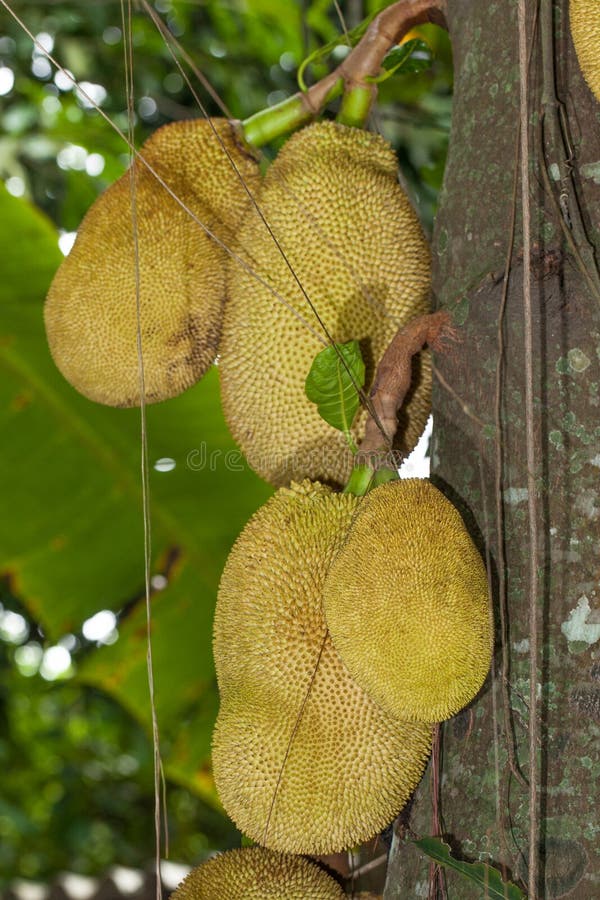 Jacquier sur un jacquier Également connu comme fruit de Jaca au Brésil photo stock Jacquier sur un jacquier Également connu comme fruit de Jaca au Brésil photo stock