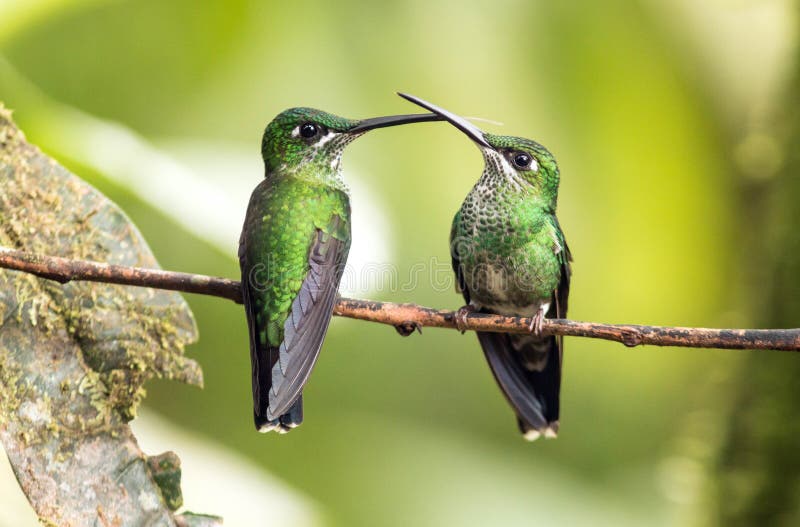 jacula brillante Verde-incoronato di Heliodoxa dei colibrì che si appollaia sul ramo, Ecuador