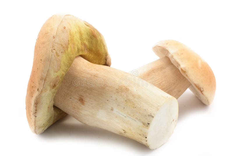 jadalne borowik pieczarki zdjęcie stock jadalne borowik pieczarki zdjęcie stock