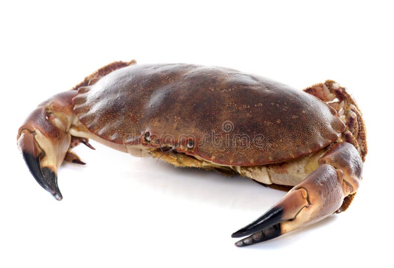 Jadalny brown krab zdjęcia stock Jadalny brown krab zdjęcia stock