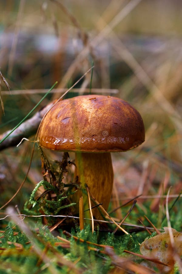 Jadalny grzyb brunatny w lesie w sezonie jesiennym. grzyb bay bolete znaleziony w sezonie zbierania grzybów