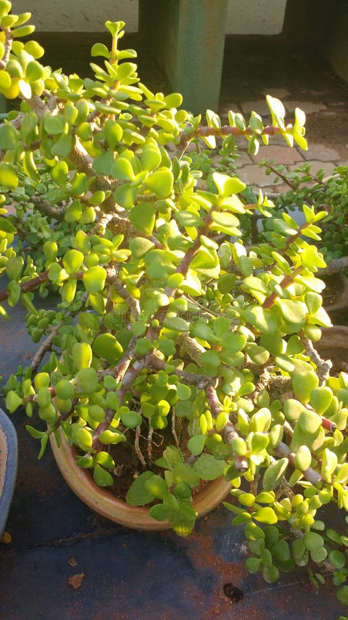 Jade Bonsai Plant for Sale in Tet Flower Market Stock Image Image of