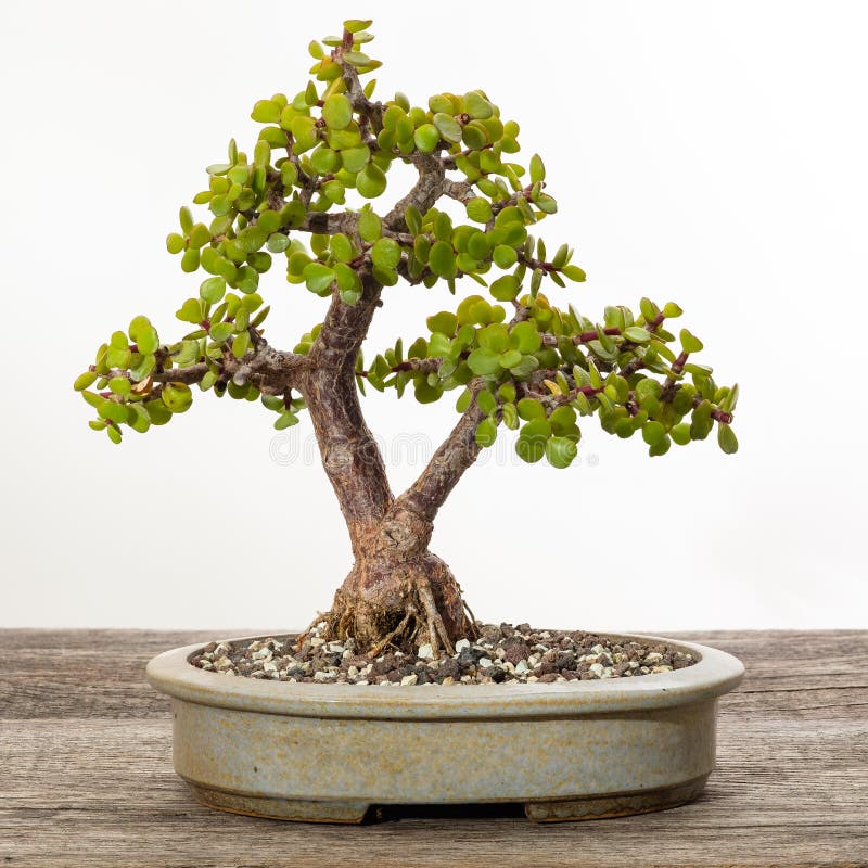 Jade bonsai tree Portulacaria afra. On rustic wood stock images