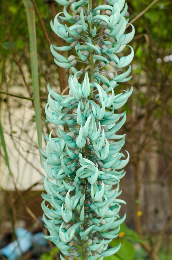 Jade or Emerald Vine Flower Stock Photo - Image of blooms, green: 60177328