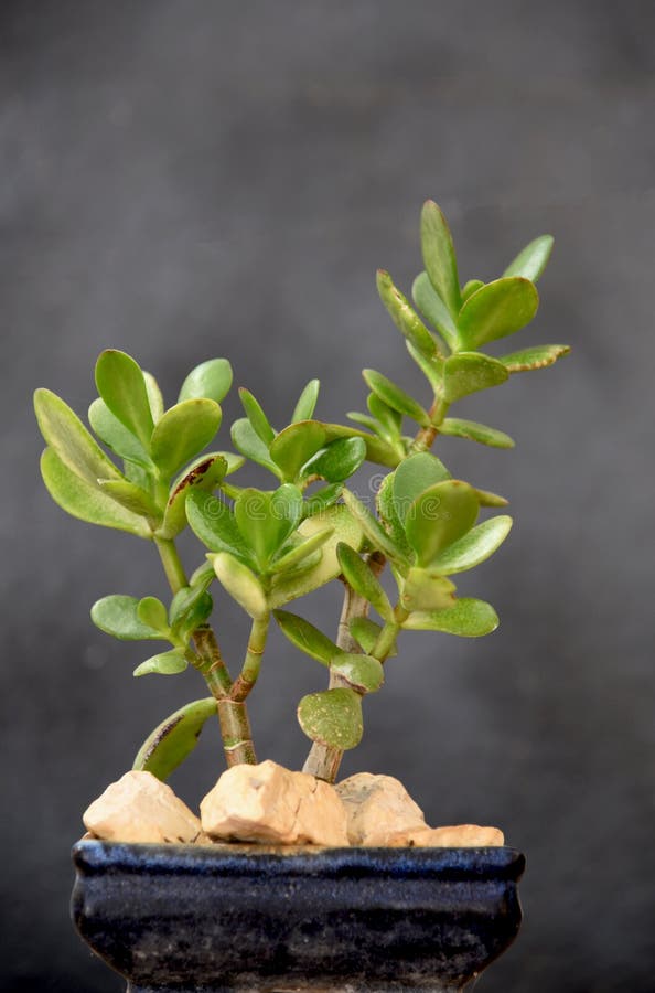 Jade Flower Progressing To Bonsai Stock Image Image of tree, crassula