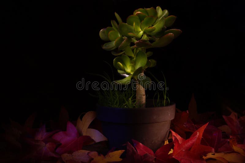 Jade stock photo. Image of reds, autumn, succulent, fall - 46315848