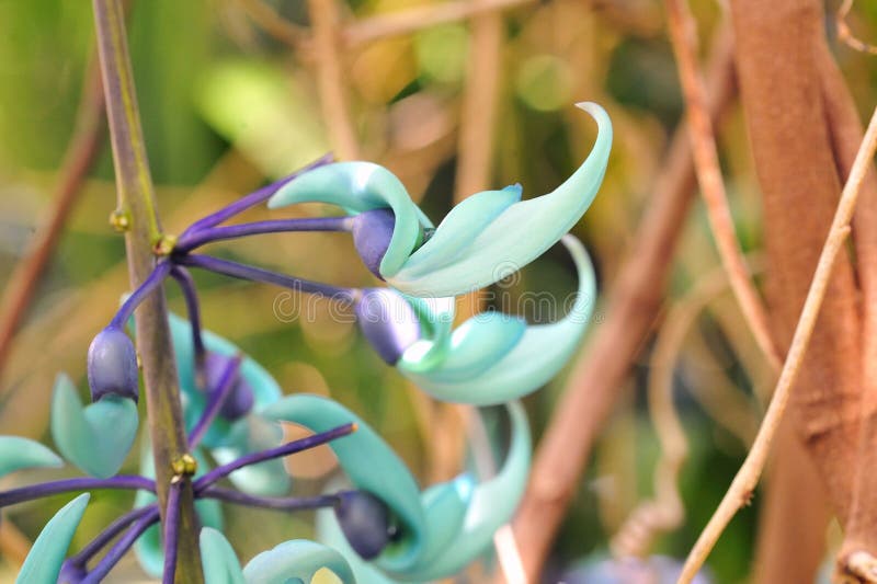 Hawaii Plants, Blue Jade Vine Stock Photo Image of tropical, hawaii