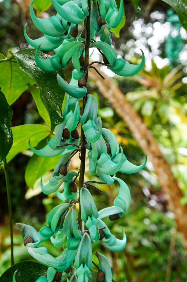 Jade Vine, Strongylodon Macrobotrys, Maui, Hawaii, USA Stockfoto Bild