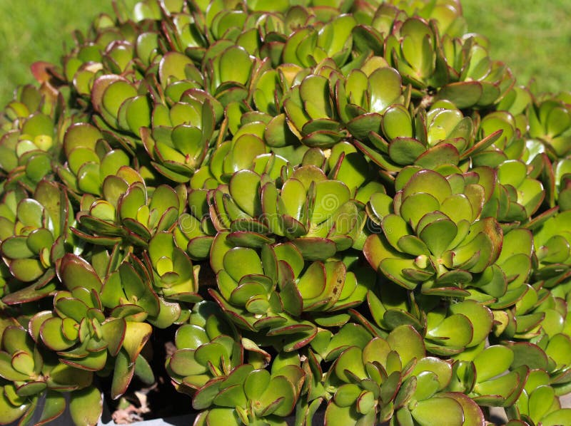 Schließen Sie oben von der Jadeanlage (Crassula ovata), allgemein bekannt als glückliche Anlage, Geldanlage oder Geldbaum
