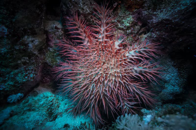 Poisonous crown of thorns sea star (Acanthaster plancii, echinoderm), Egypt. Poisonous crown of thorns sea star (Acanthaster plancii, echinoderm), Egypt.