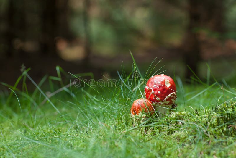 Jadowite Amanita pieczarki fotografia royalty free Jadowite Amanita pieczarki fotografia royalty free