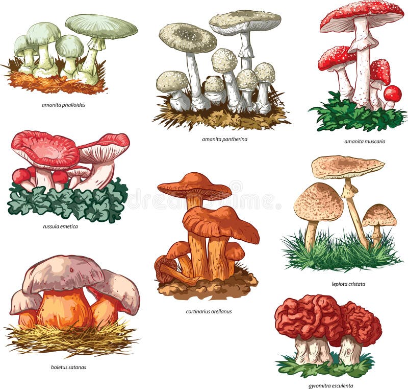 Jadowite pieczarki ilustracji Jadowite pieczarki ilustracji
