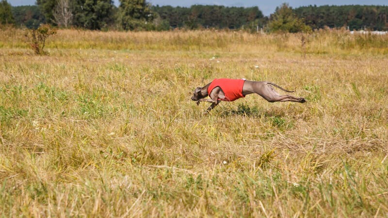 jaga Hund för italiensk vinthund som stöter ihop med fältet fotografering för bildbyråer jaga Hund för italiensk vinthund som stöter ihop med fältet fotografering för bildbyråer