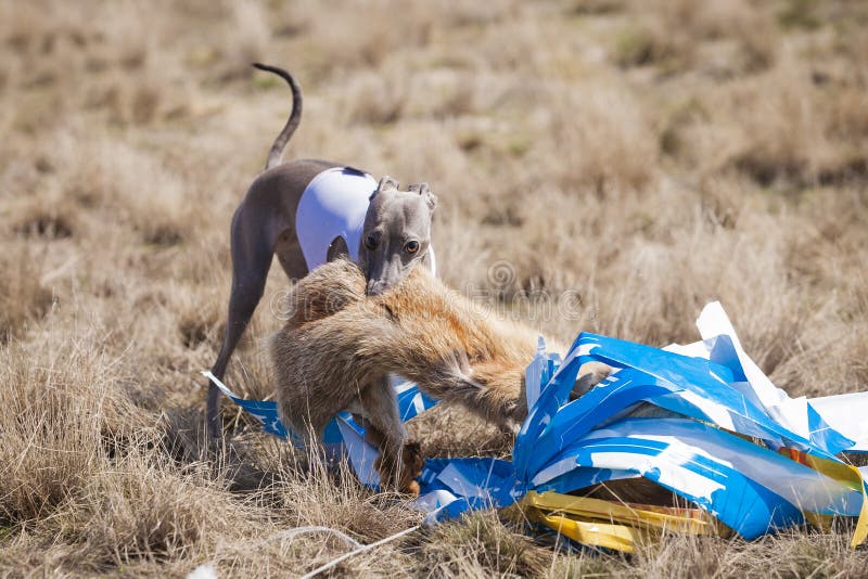 jaga Hunden för den italienska vinthunden på fullföljandet fångade ett bete royaltyfri foto jaga Hunden för den italienska vinthunden på fullföljandet fångade ett bete royaltyfri foto