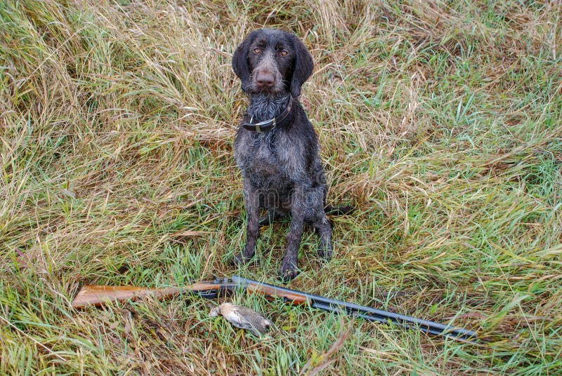Jagdhund Drathaar mit Wachteln lizenzfreies stockfoto Jagdhund Drathaar mit Wachteln lizenzfreies stockfoto