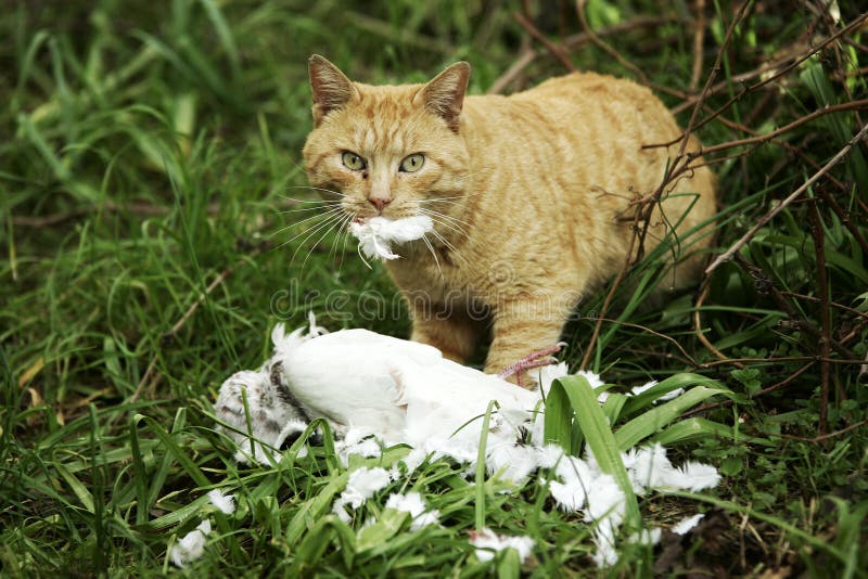 Hunter cat with his prey white pigeon. Hunter cat with his prey white pigeon