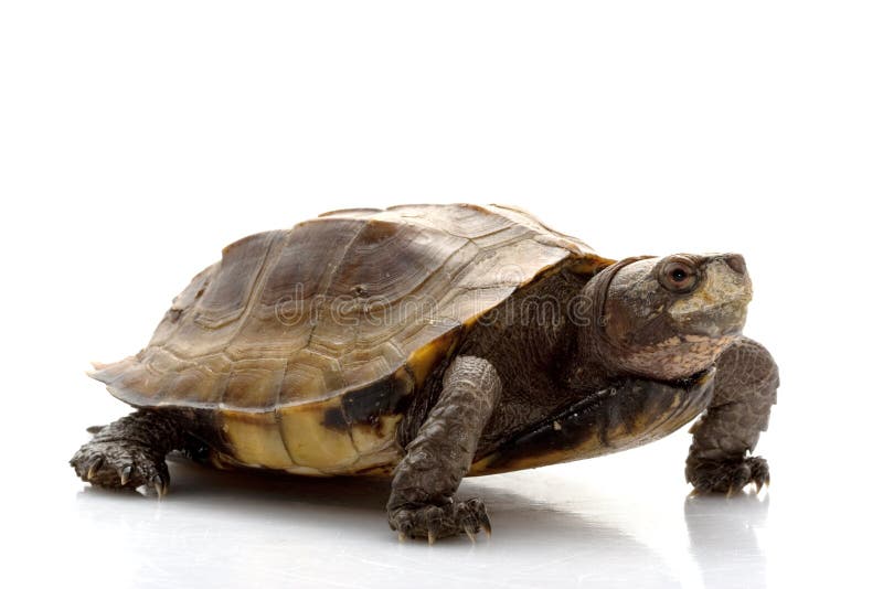 Jagged shell box turtle stock photo. Image of exotic - 10202322