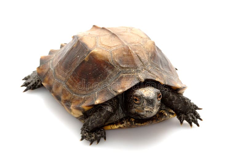 Jagged shell box turtle stock image. Image of background - 10203183