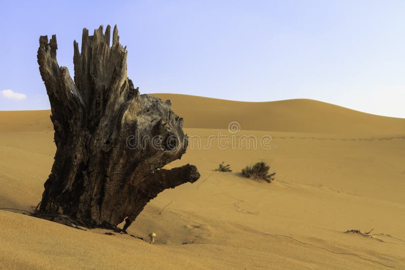 jagged-weathered-old-tree-stump-making-natural-sculpture-barren-sandy-desert-landscape-gently-rolling-dunes-30255974.jpg