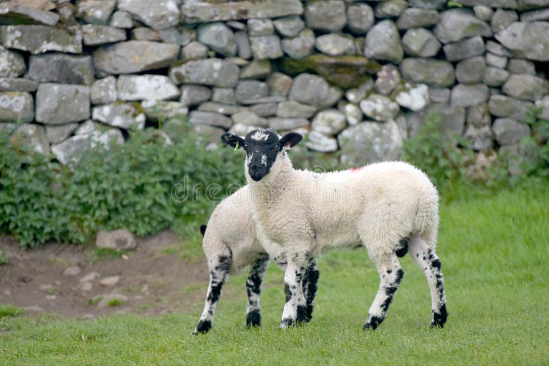 Jagnięta w hrabstwie swaledale yorkshire dales. Jagnięta w dolinie swaledale w parku narodowym yorkshire dales