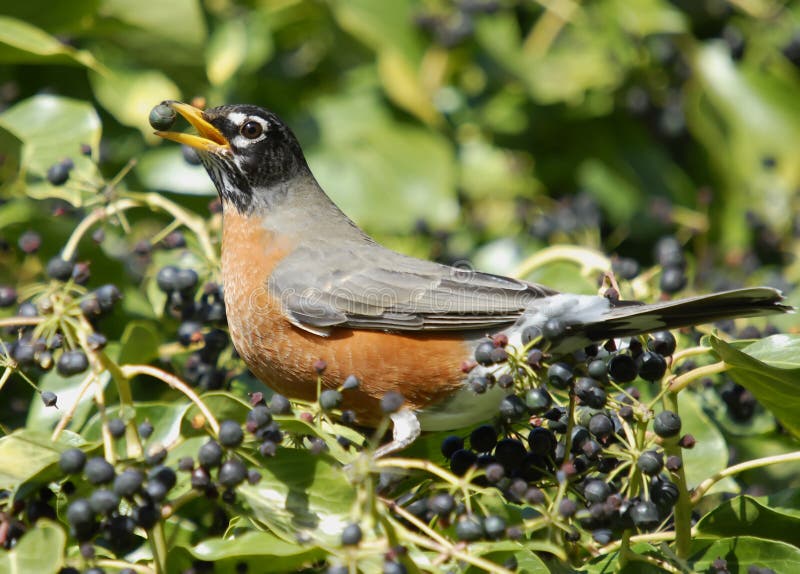 American robin feeding on an english ivy berry. American robin feeding on an english ivy berry.