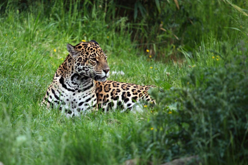 Jaguar.