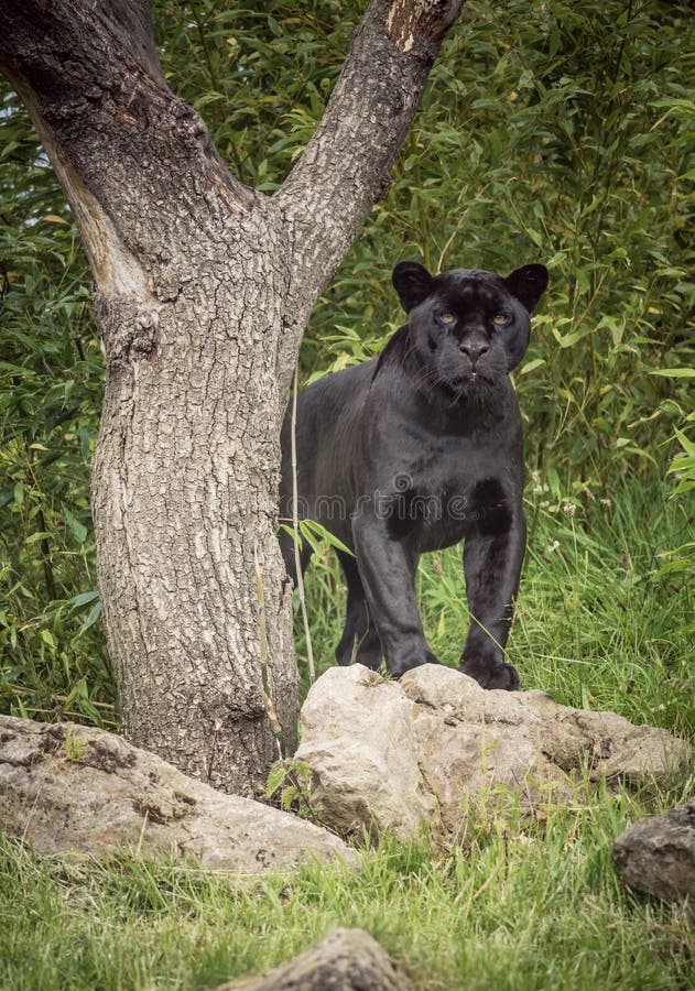 Black jaguar panther standing beside a tree