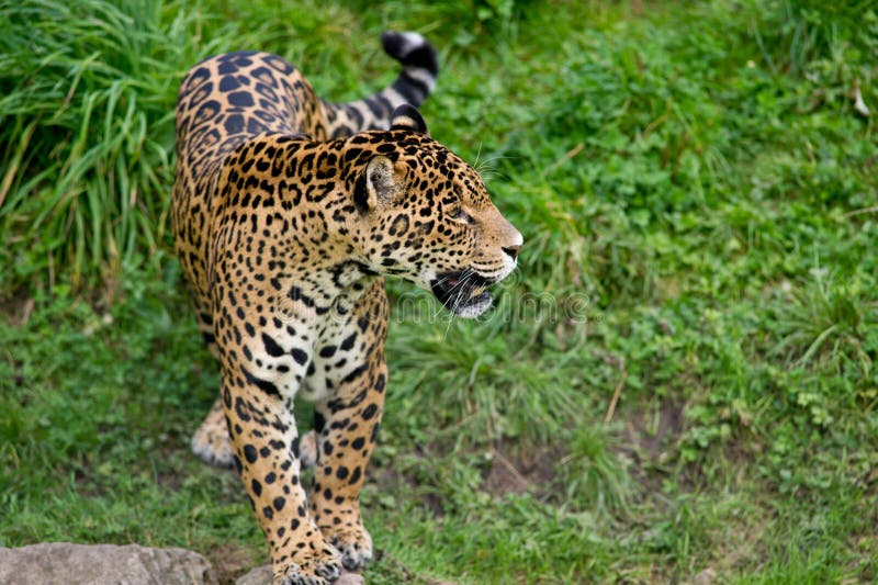 Jaguar