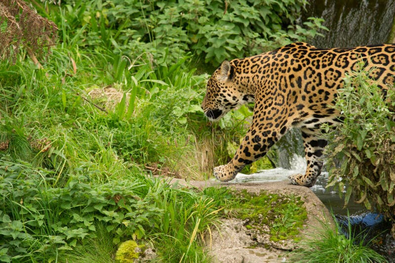 Jaguar