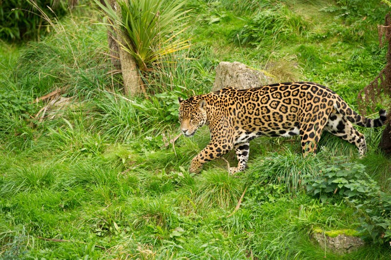 Jaguar