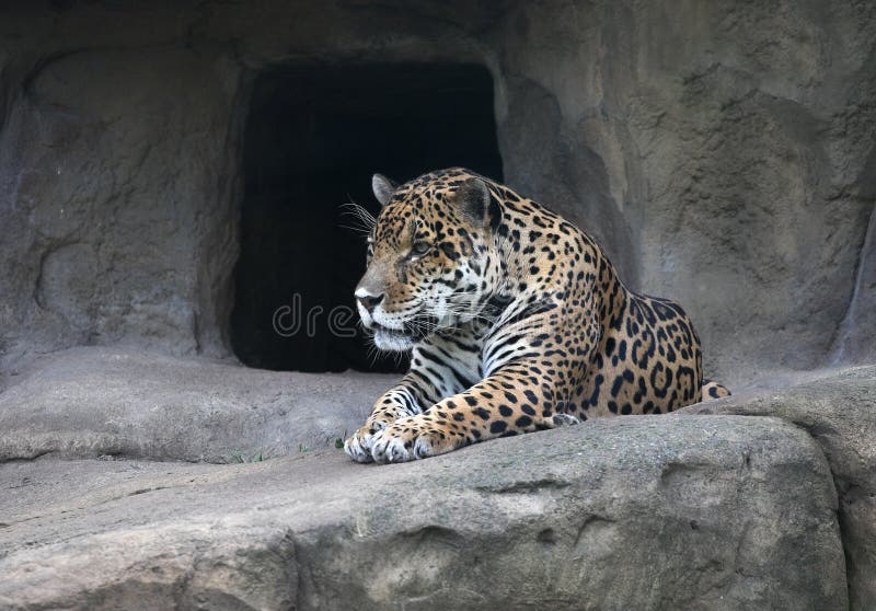 Jaguar