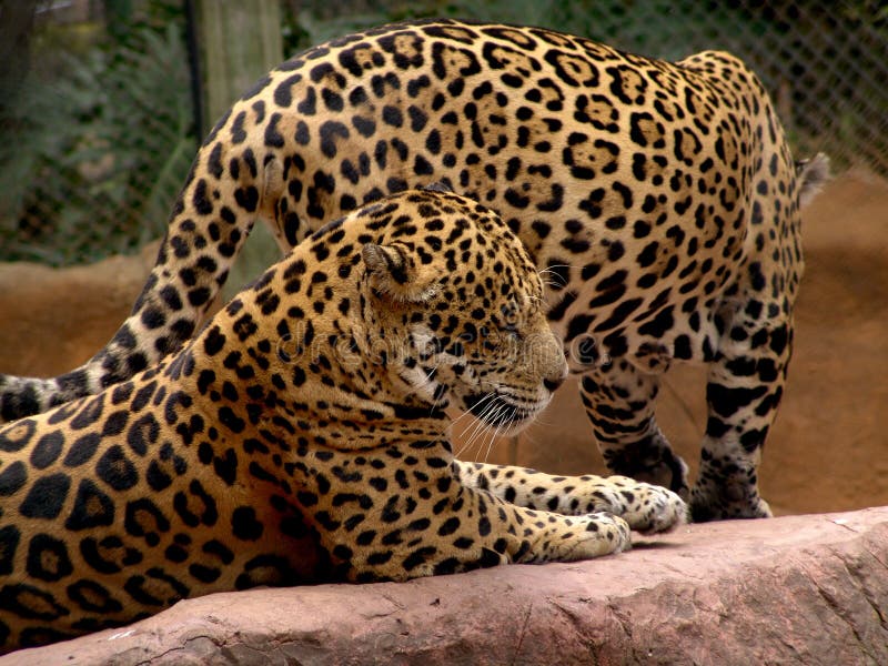 Jaguar