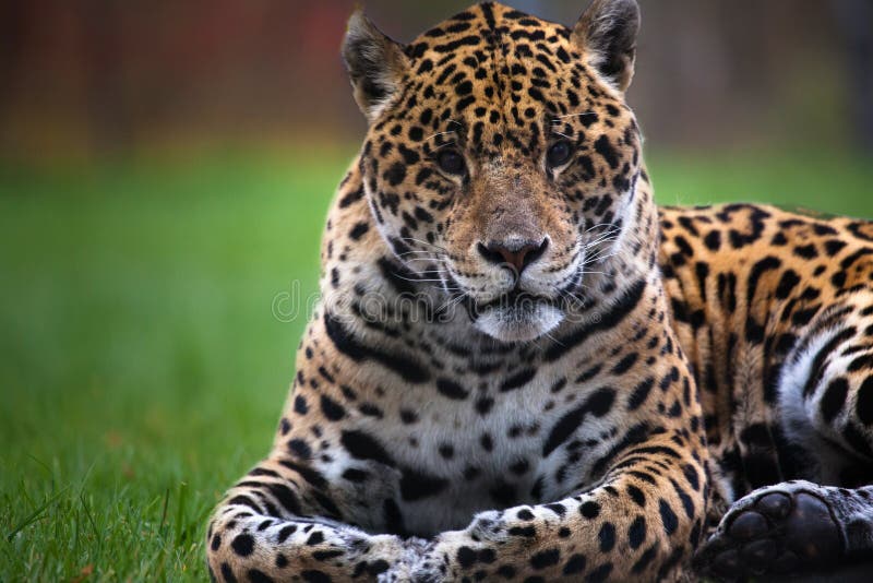 Jaguar foto de archivo. Imagen de perfil, cubo, animal - 77692560