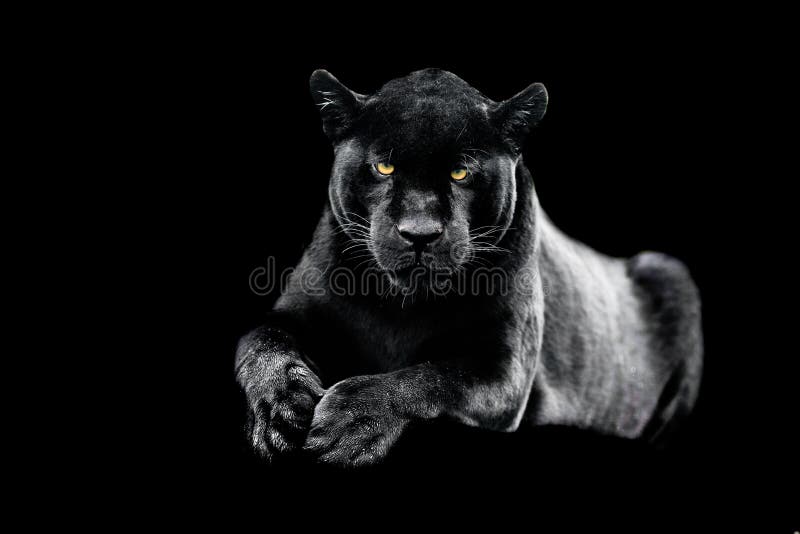 Jaguar with a black background