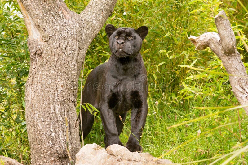 5,962 Black Jaguar Stock Photos - Free & Royalty-Free Stock Photos from
